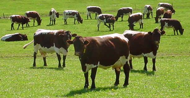 Herde mit Pinzgauer Rindern in Hollersbach im Pinzgau